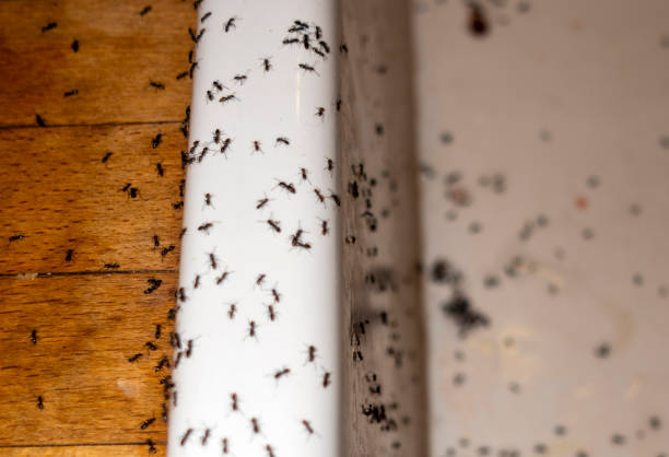 Best Pest Removal Services  in Forreston, IL
