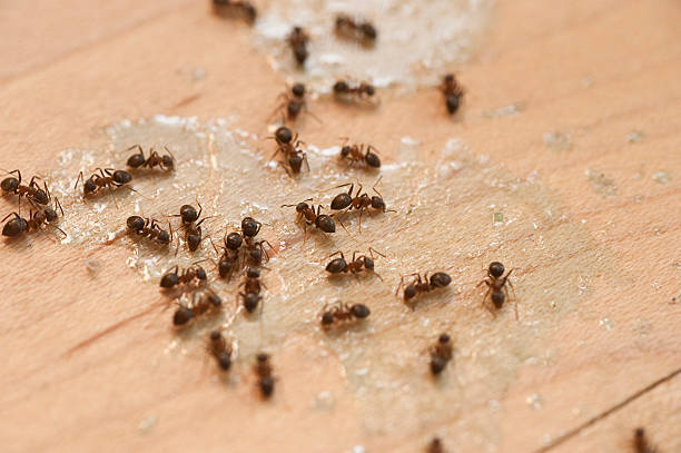 Best Pest Control Treatment  in Forreston, IL