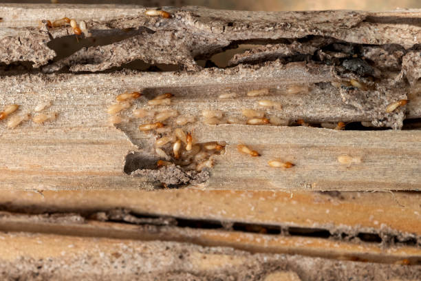 Best Commercial Pest Control Services  in Forreston, IL
