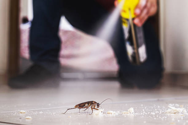 Best Rodent Control Near Me  in Forreston, IL